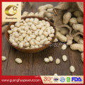 EU Quality Blanched Peanut Kernels 2021 New Crop